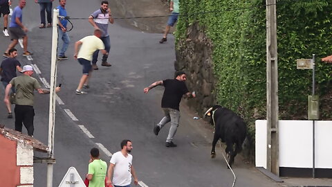 Marrada nas 4 Ribeiras - Touro 134 de JAF - Ilha Terceira - Açores