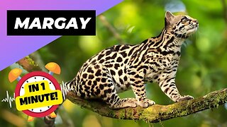 Margay - In 1 Minute! 🐱 One Of The Cutest And Exotic Animals In The World | 1 Minute Animals