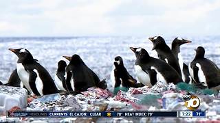Penguins living on an island of plastic?