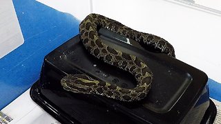 Wild rattlesnake receives ingenious treatment from veterinarian for facial infection