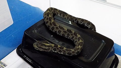 Wild rattlesnake receives ingenious treatment from veterinarian for facial infection