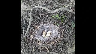 Peace offering for mama Goose