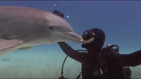 Kärleksfull delfin kysser dykare på läpparna