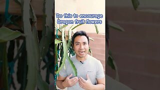 Must do this to encourage Dragon Fruit flowers #viral #shorts #dragonfruit #gardening GreenMangoes