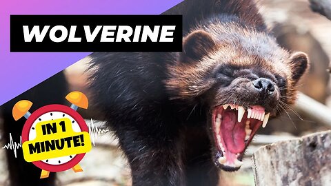 Wolverine - In 1 Minute! 🐻 The Little-Known Beast Of The North | 1 Minute Animals