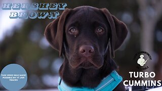 Hershey Brown by Turbo Cummins