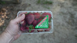 Strawberry fields forever...until chickens eat all the strawberries.