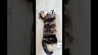 Pippa Log Cat