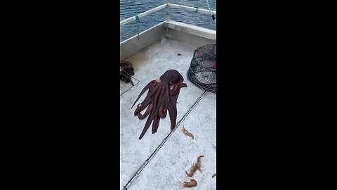 amazing octopus goes in sea only small hole