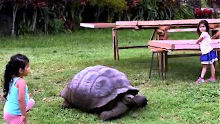 Young girls receive a visit from gigantic Galapagos tortoise
