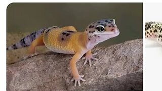 LEOPARD GECKO