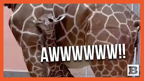 Oakland Zoo Celebrates First Giraffe Birth in Over a Decade