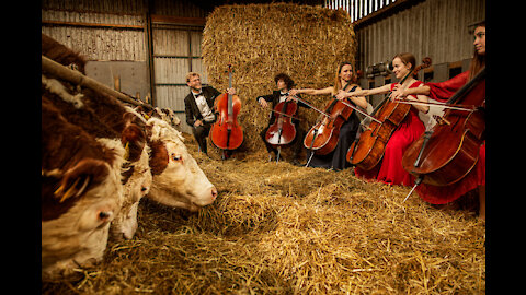 Do cows love music