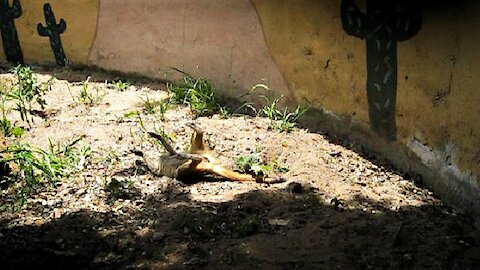 Rescued meerkat rolling in the sand is just so adorable