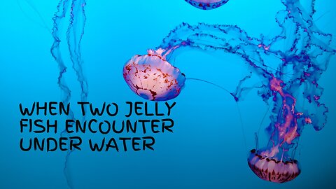 Enchanting Underwater World: Swimming with Jellyfish
