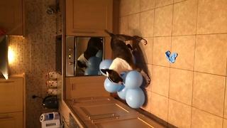 Bull Terrier Dog Attacks And Pops A Bunch Of Balloons