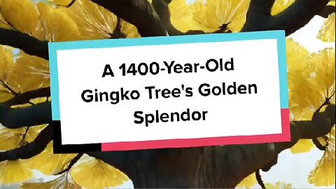 A 1400-Year-Old Gingko Tree's Golden Splendor