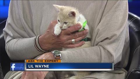 Expert talks alternatives to declawing your cat