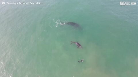 Drone capta baleia e filhote interagindo com surfistas