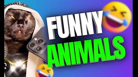 try not to 😂 cats and dogs videos 😁 - new funny