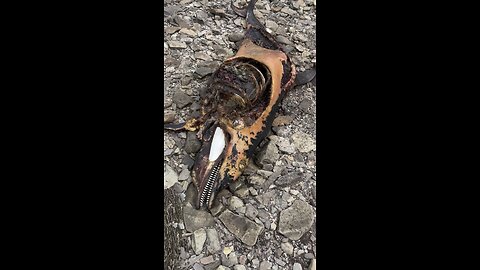 Carcass on beach dog lead me to in Cape Breton