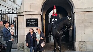 She did not expect the horse to do this #horseguardsparade