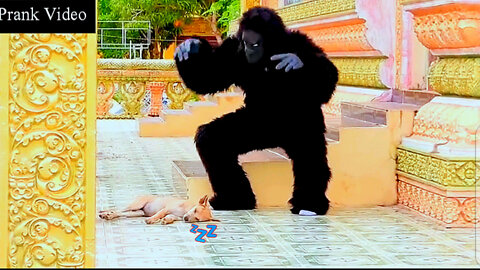 (Fake New Prank) Fake gorilla prank dogs make funny feeling Dogs - Super funny