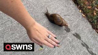 Bizarre moment woman spots a snail the size of HER HAND