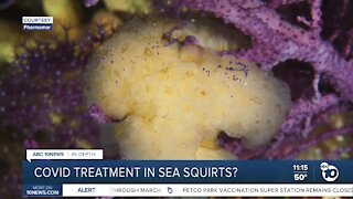 COVID treatment in sea squirts?