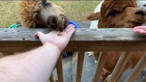 Alpaca desajeitada é terrível a comer guloseimas!