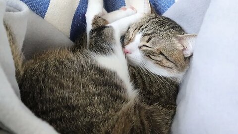 Cute Cat Sleeps Tight in a Swing Chair