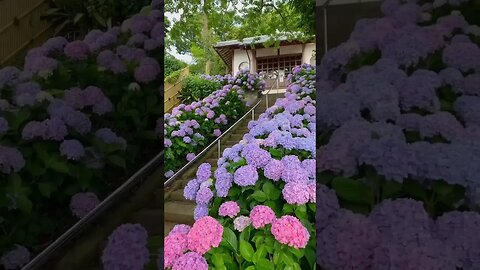 Stairs in flowers 🤗