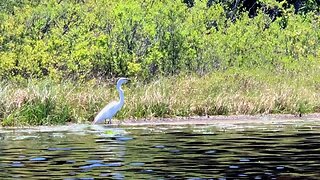 Serene Canoe Paddle on Bamber Lake, New Jersey | Underwater Shots, Wildlife Encounters