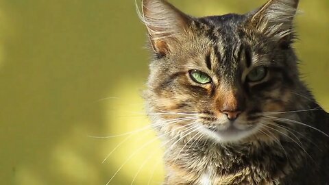 Beautiful images of a gustled cat with green eyes in the sun