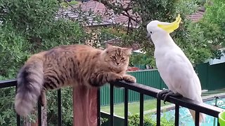 Wild cockatoo and friendly cat are best buddies