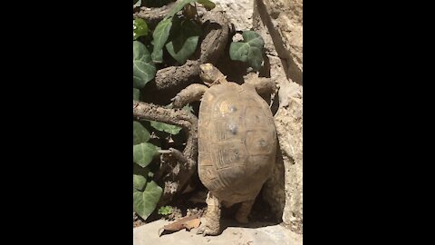 Turtle at my Airbnb in Amman Jordan during COVID-19 lockdowns, climbing trees.