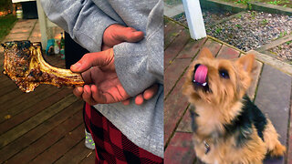 Cute Norwich Terrier runs for a steak!