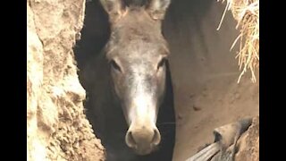 Trapped donkey rescued from hole