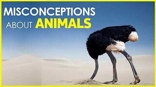 10 COMMON MISCONCEPTIONS ABOUT ANIMALS | SHEEP | COWS | GOLDFISH | DOGS
