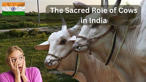 Holy Cows: The Cultural Significance of Cows in India