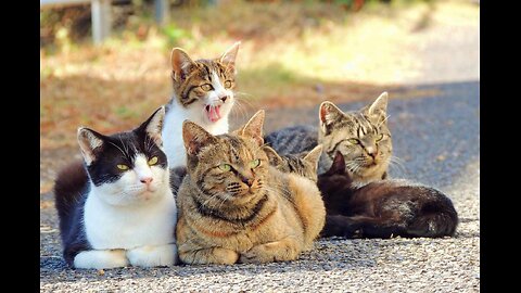 Can You Tame the Wild? Are Feral Cats Adoptable ?