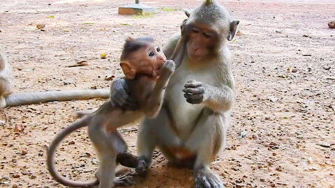 Mother And Baby Monkey finding food on the grass field