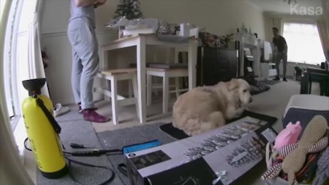Dog Clears Box From His Bed With A Kick