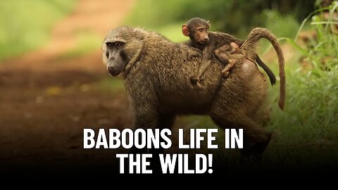 Incredible Insights: Baboons' Life in the Wild! Unveiled