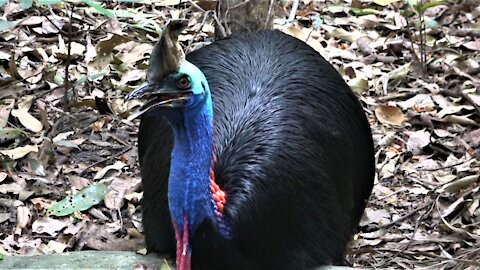 The world's most dangerous bird: The Cassowary of New Guinea