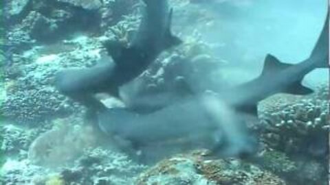 Crazy Shark Attack - Whitetip Reef Shark Vs Moray Eel!