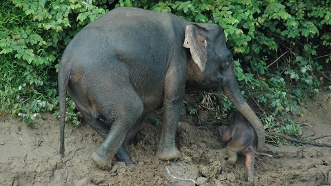 Elephant Saves Baby Calf From Drowning In River