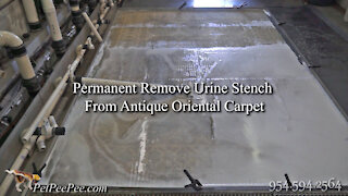 Permanent remove urine stench from antique Oriental carpet