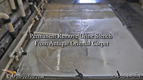 Permanent remove urine stench from antique Oriental carpet