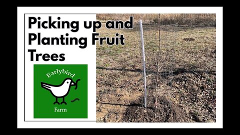 Picking Up and Planting Fruit Trees